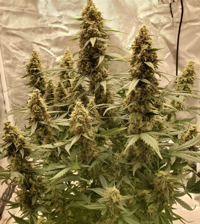 Auto Critical NL WYPRZEDAŻ