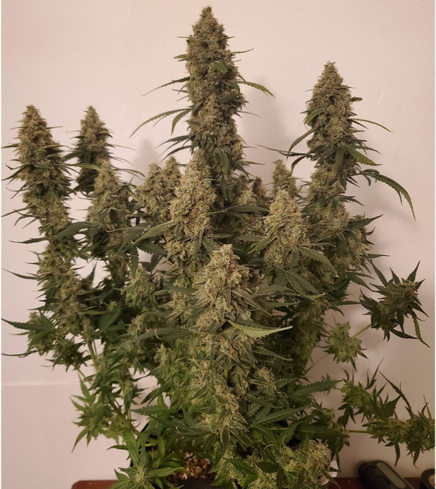 Auto Critical NL WYPRZEDAŻ