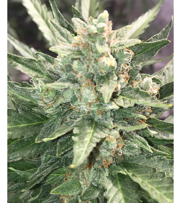Auto Critical NL WYPRZEDAŻ