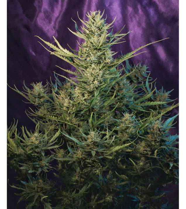 Auto Critical NL WYPRZEDAŻ