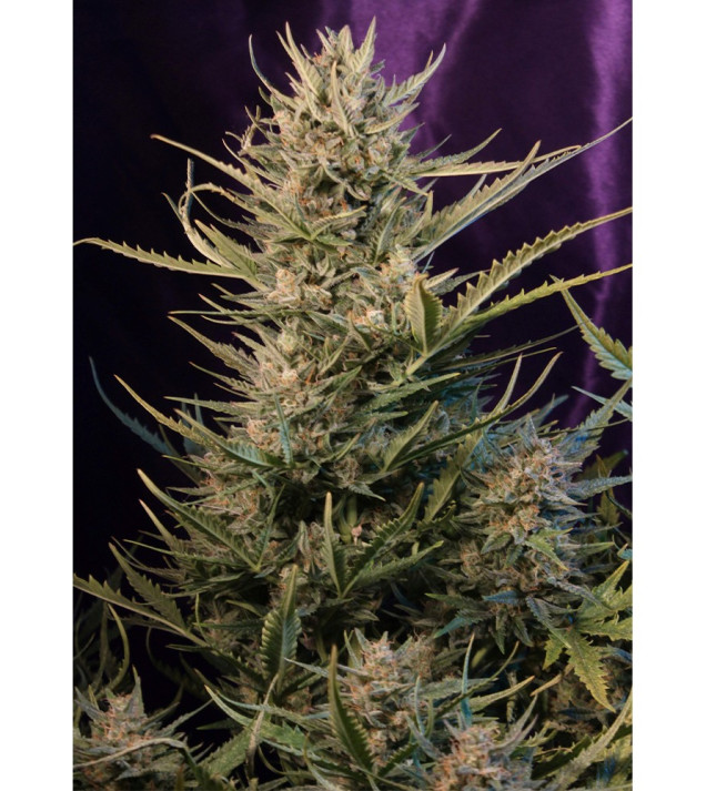 Auto Critical NL WYPRZEDAŻ