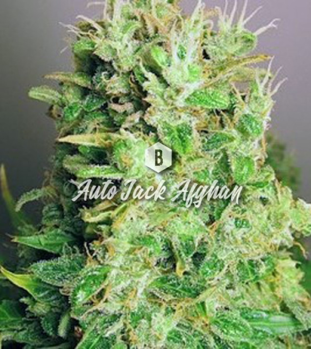 Auto Jack Afghan WYPRZEDAŻ