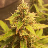 Auto Jack Afghan WYPRZEDAŻ