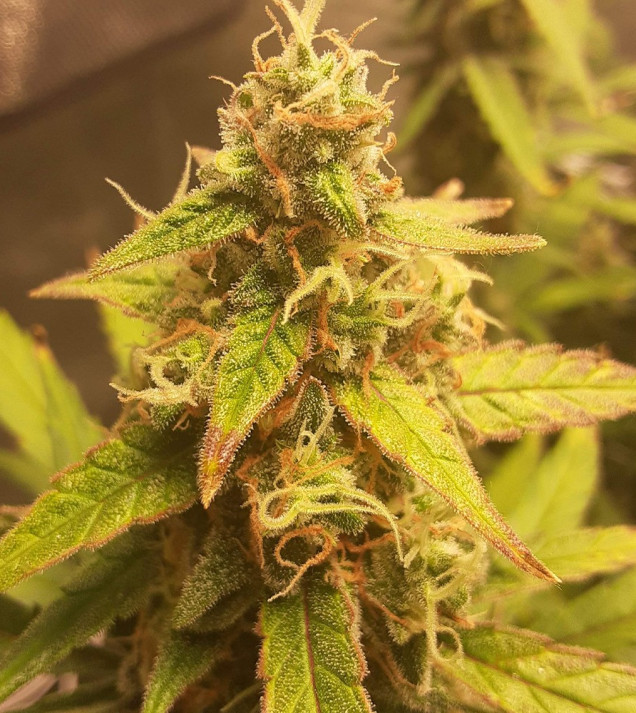 Auto Jack Afghan WYPRZEDAŻ