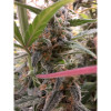 Auto Jack Afghan WYPRZEDAŻ