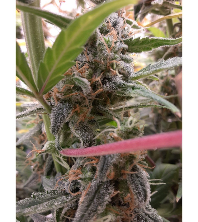 Auto Jack Afghan WYPRZEDAŻ