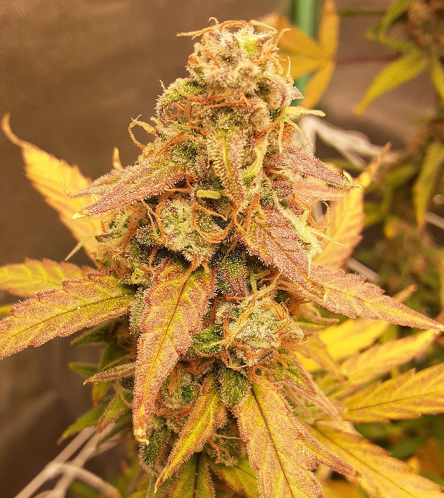 Auto Jack Afghan WYPRZEDAŻ