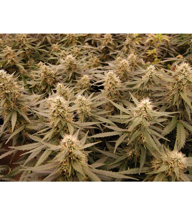 Auto Jack Afghan WYPRZEDAŻ
