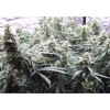 Auto Jack Afghan WYPRZEDAŻ