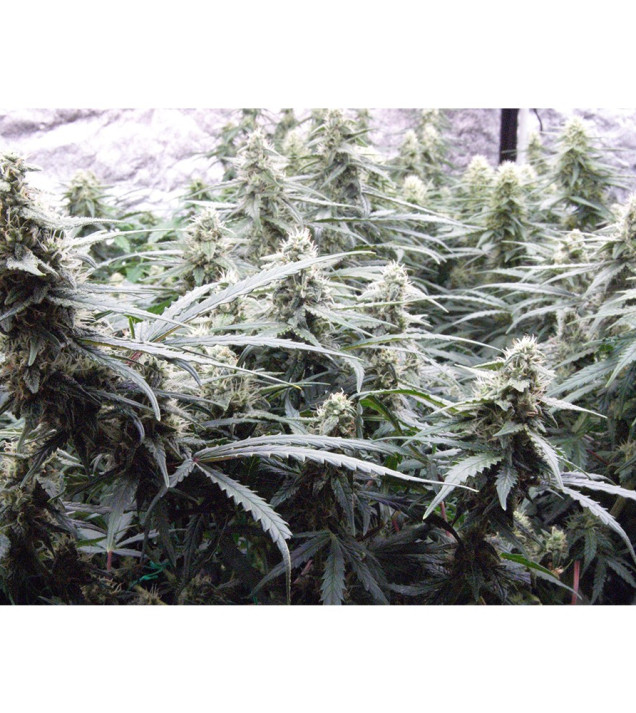 Auto Jack Afghan WYPRZEDAŻ