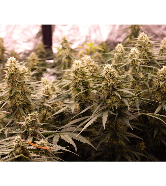 Auto Jack Afghan WYPRZEDAŻ
