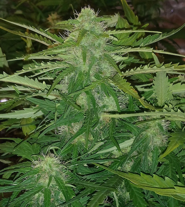 Auto Jack Afghan WYPRZEDAŻ