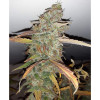 Auto Jack Afghan WYPRZEDAŻ