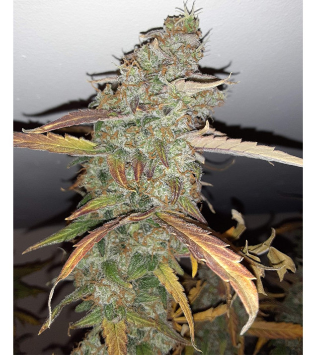 Auto Jack Afghan WYPRZEDAŻ