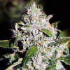 Auto Mazar Skunk WYPRZEDAŻ