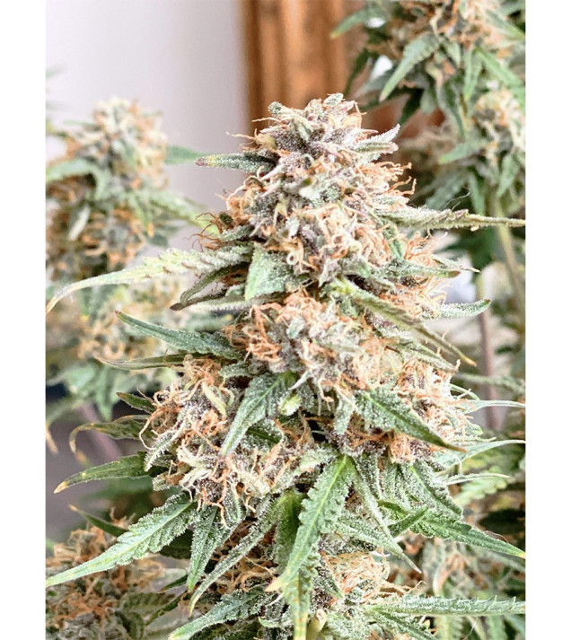 Auto Mazar Skunk WYPRZEDAŻ