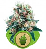 Royal Creamatic WYPRZEDAŻ