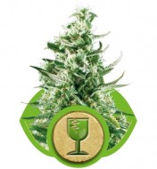 Royal Critical Automatic WYPRZEDAŻ