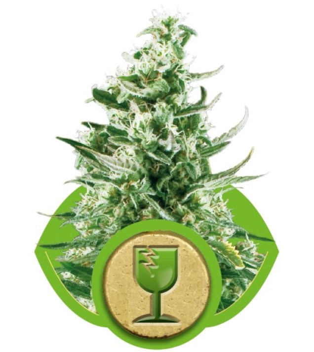 Royal Critical Automatic WYPRZEDAŻ