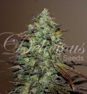 Eleven Roses WYPRZEDAŻ