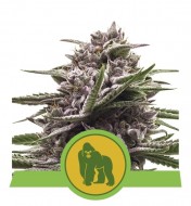 Royal Gorilla Automatic WYPRZEDAŻ