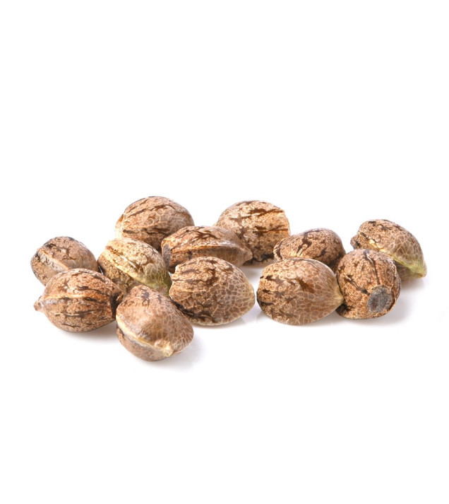 Hash Plant WYPRZEDAŻ