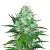 Hash Plant WYPRZEDAŻ