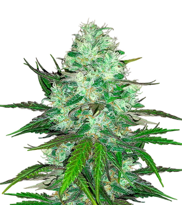 Hash Plant WYPRZEDAŻ