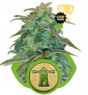 Royal Haze Automatic WYPRZEDAŻ