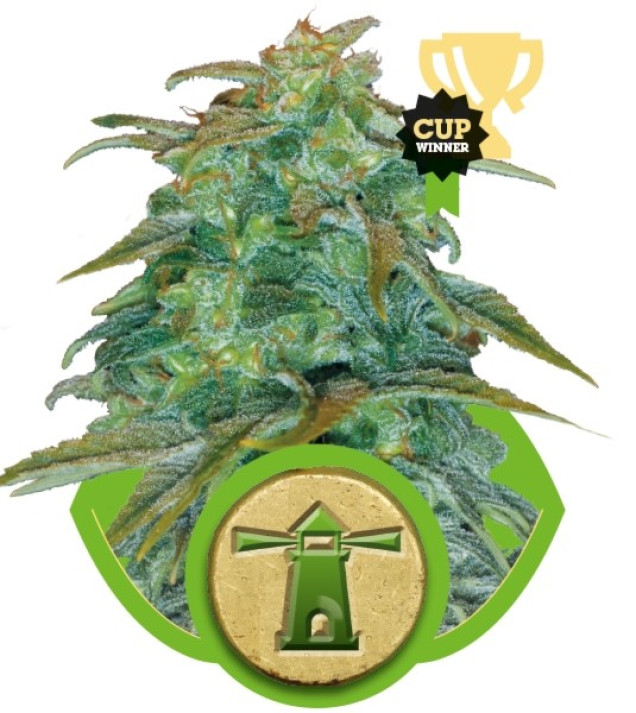 Royal Haze Automatic WYPRZEDAŻ