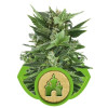 Royal Kush Automatic WYPRZEDAŻ