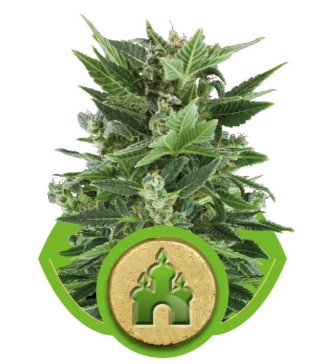 Royal Kush Automatic WYPRZEDAŻ