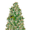 OG Kush WYPRZEDAŻ