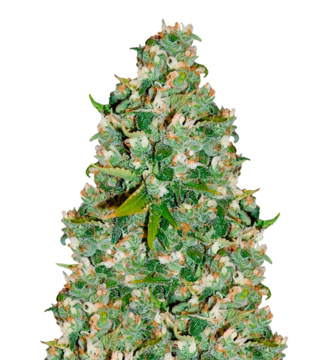 OG Kush WYPRZEDAŻ