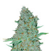 Sweet Tooth Auto WYPRZEDAŻ