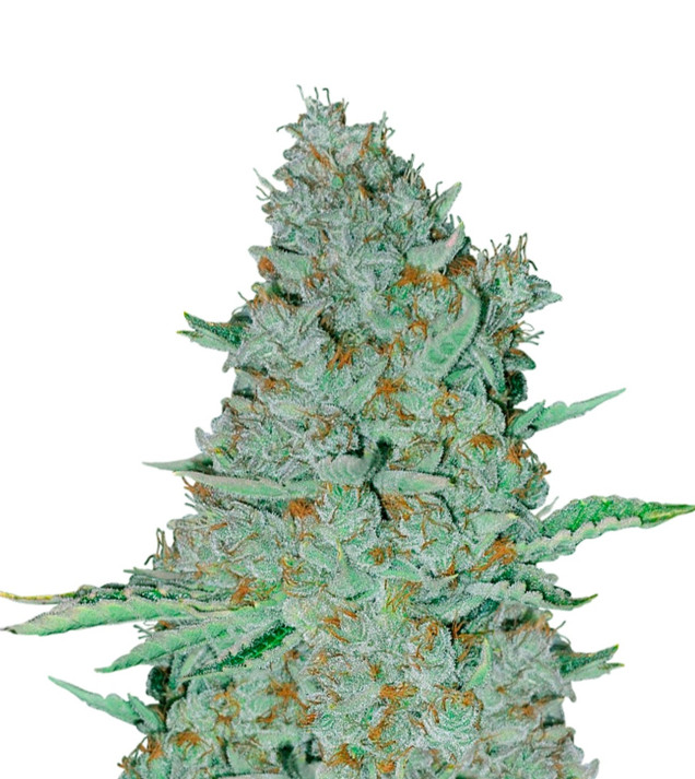 Sweet Tooth Auto WYPRZEDAŻ