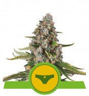 Sherbet Queen Automatic WYPRZEDAŻ