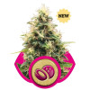Somango XL WYPRZEDAŻ