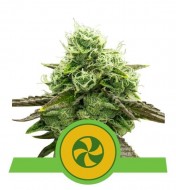 Sweet ZZ Auto WYPRZEDAŻ