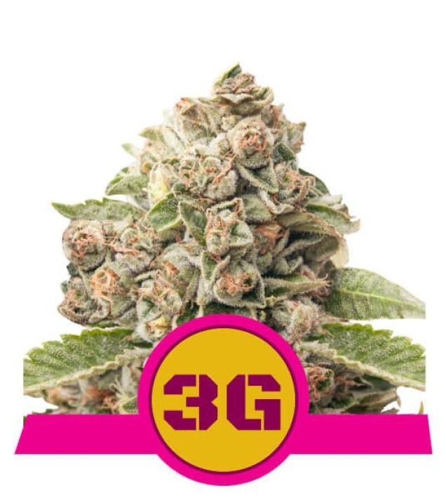 Triple G WYPRZEDAŻ
