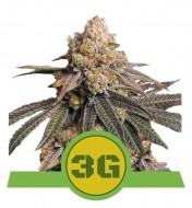 Triple G Auto WYPRZEDAŻ