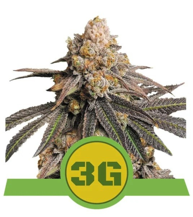 Triple G Auto WYPRZEDAŻ