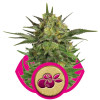 Haze Berry WYPRZEDAŻ