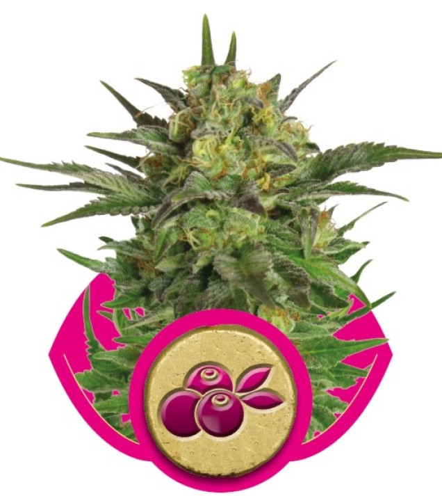 Haze Berry WYPRZEDAŻ