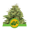 Haze Berry Auto WYPRZEDAŻ