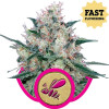 Honey Cream Fast Flowering WYPRZEDAŻ