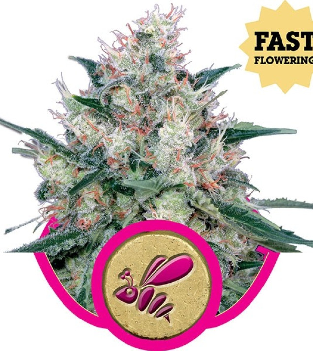 Honey Cream Fast Flowering WYPRZEDAŻ