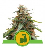 Hulkberry Auto WYPRZEDAŻ