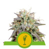 Mimosa Automatic WYPRZEDAŻ