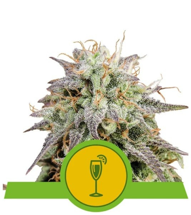 Mimosa Automatic WYPRZEDAŻ